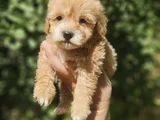 Üst Kalite Maltipoo Yavrularım