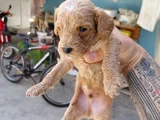 Maltipoo