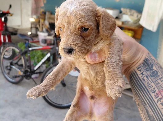 Maltipoo görsel