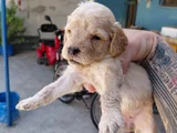 Maltipoo