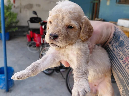 Maltipoo görsel