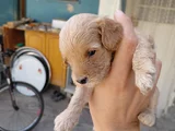 Maltipoo