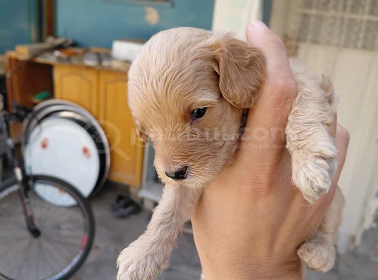 Maltipoo görsel