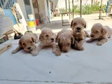 Maltipoo