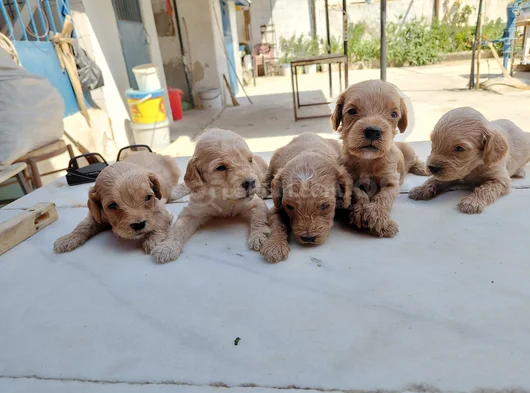 Maltipoo