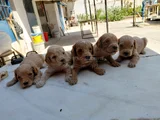 Maltipoo