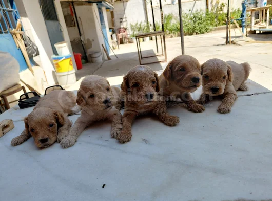 Maltipoo görsel