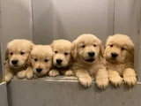 HER ŞEYİ İLE GARANTİLİ GOLDEN BEBİŞLER
