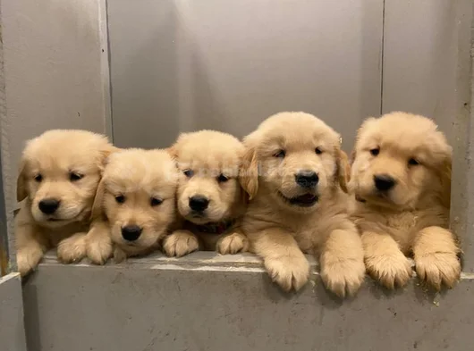 Her Şeyi̇ İle Garanti̇li̇ Golden Bebi̇şler