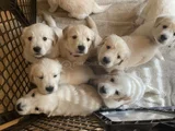 GÖNÜL HIRSIZI GOLDEN BEBEKLER