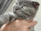 1 Tane Scottish Fold Kedimiz 1 Tane British Shorthair Kedimi