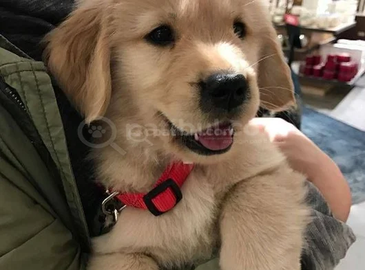 Golden Mi̇nnoşlar Yeni̇ Yuvalarini Bekli̇yor görsel