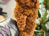 Toy poodle yavrularımız sıfır boy ırk garantili