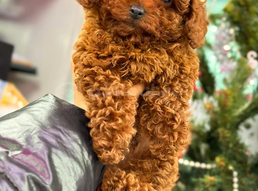 Toy Poodle Yavrularımız Sıfır Boy Irk Garantili