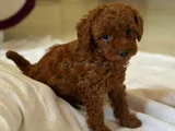 Toy poodle kore yavrularımız safkan