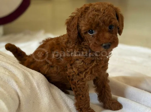 Toy Poodle Kore Yavrularımız Safkan