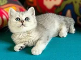 British Shorthair Silver Yavrular