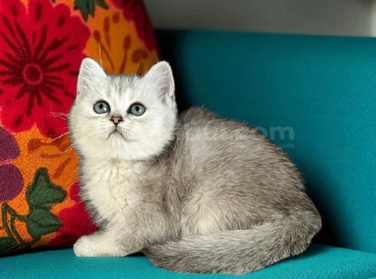 British Shorthair Silver Yavrular