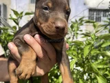 Kaliteli Doberman Yavrular