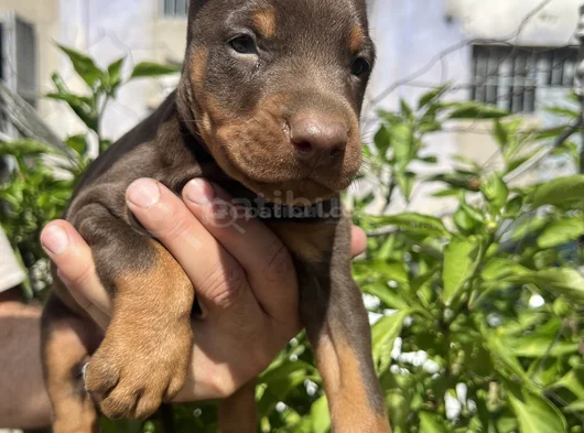 Kaliteli Doberman Yavrular görsel