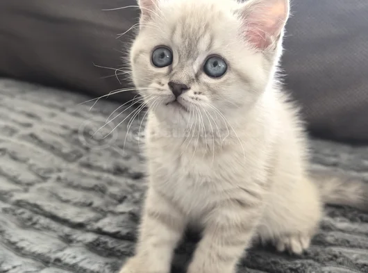 British Short Hair görsel