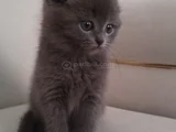 Top Surat Kartopu Bebek Tesli̇me Hazir