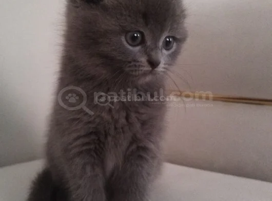 Top Surat Kartopu Bebek Tesli̇me Hazir görsel