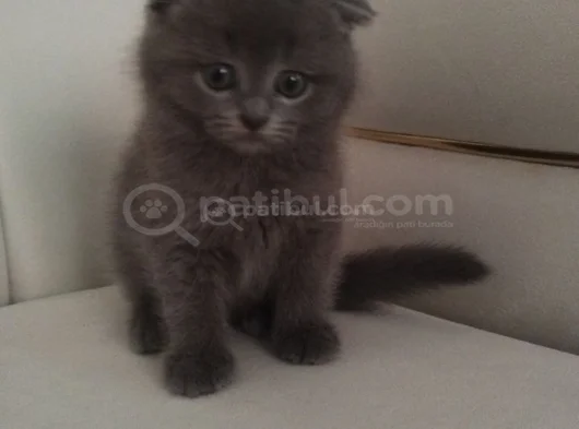 Top Surat Kartopu Bebek Tesli̇me Hazir