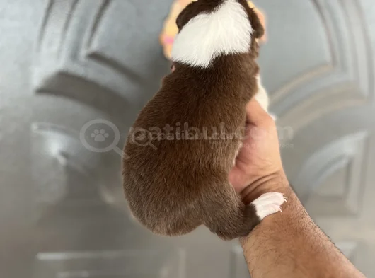 Kızıl Bordercoli Yavrular görsel
