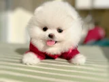 KAR BEYAZ KISA BURUN TEACUP