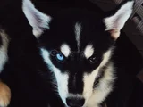 3 Aylık Husky