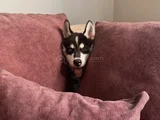 3 Aylık Husky