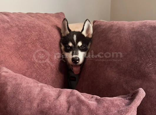 3 Aylık Husky görsel