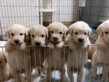 GOLDEN MİNNOŞLAR YENİ YUVALARINI BEKLİYOR