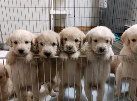 Golden Mi̇nnoşlar Yeni̇ Yuvalarini Bekli̇yor