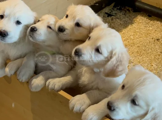 Gönül Hirsizi Golden Bebekler görsel