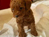 Toy Poodle Kore Yavrularımız Safkan