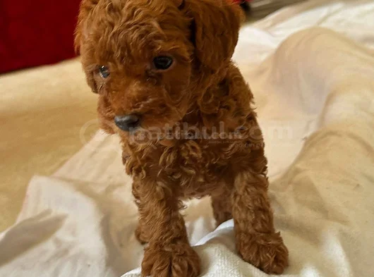 Toy Poodle Kore Yavrularımız Safkan görsel