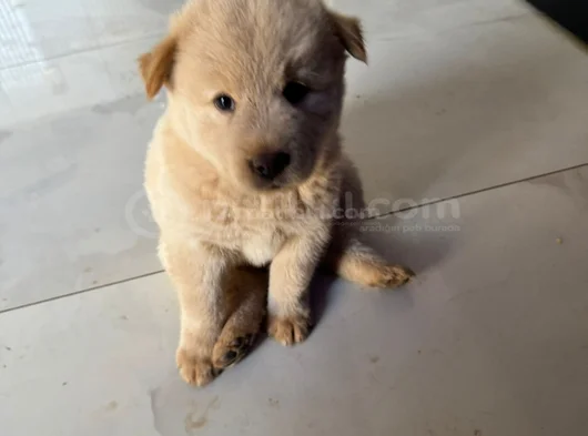 Tatlı Chow Chowlar görsel