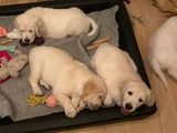 Gönül Hirsizi Golden Bebekler