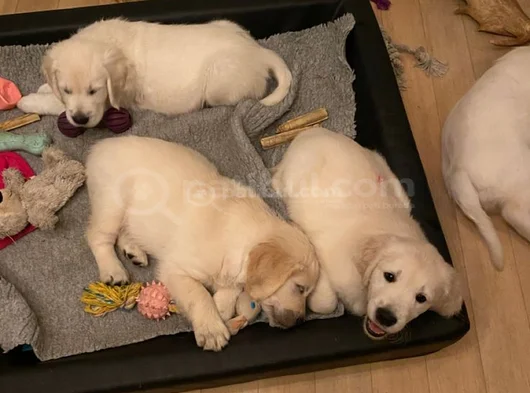 Gönül Hirsizi Golden Bebekler görsel
