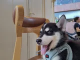 3 aylık husky