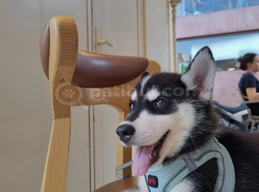 3 Aylık Husky