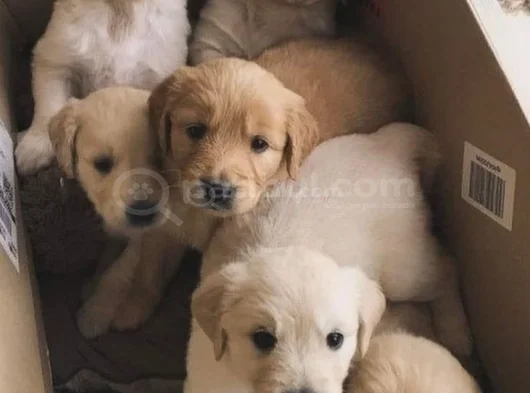 Golden Mi̇nnoşlar Yeni̇ Yuvalarini Bekli̇yor görsel