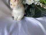 Golden British Shorthair Ny12 Erkek Ve Dişi Yavrular