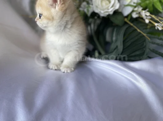 Golden British Shorthair Ny12 Erkek Ve Dişi Yavrular görsel