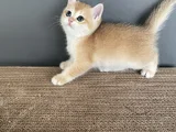 Golden British Shorthair Ny12 Erkek Ve Dişi Yavrular