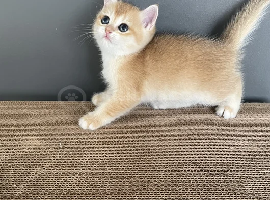 Golden British Shorthair Ny12 Erkek Ve Dişi Yavrular görsel