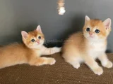 Golden British Shorthair Ny12 Erkek Ve Dişi Yavrular