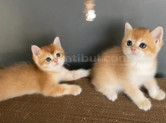 Golden British Shorthair Ny12 Erkek Ve Dişi Yavrular